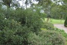 Rossmoyneresidential-landscaping-35.jpg; ?>